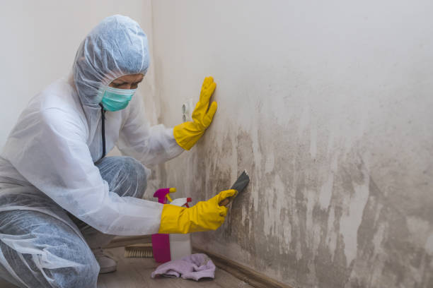 Best Attic Mold Remediation in Porter Heights, TX
