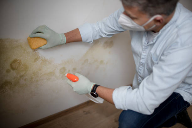 Best Black Mold Remediation in Porter Heights, TX