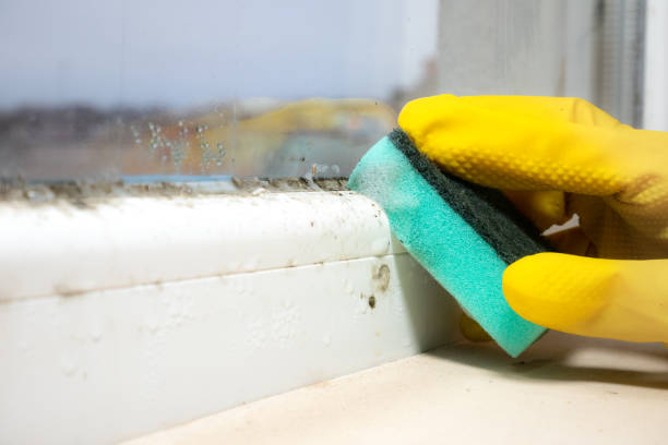 Best Black Mold Remediation in Porter Heights, TX