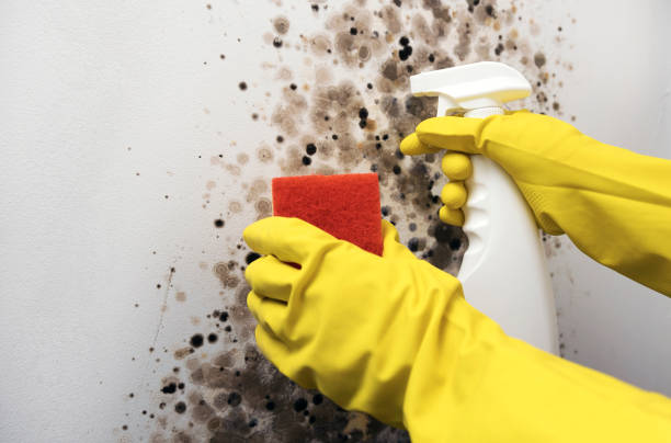 Best Mold Remediation for Specific Building Types in Porter Heights, TX