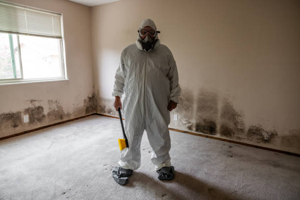 Reliable Porter Heights, TX Mold Remediation Solutions