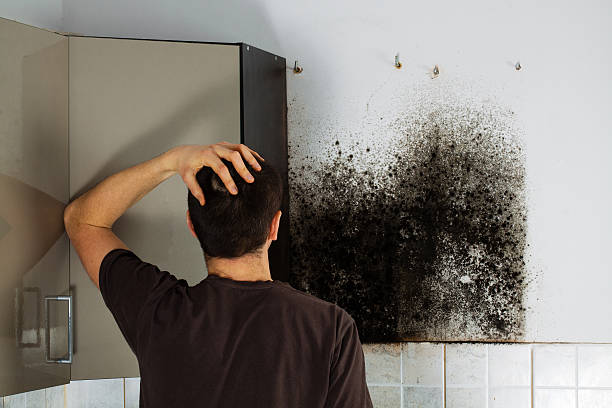 Best Preventive Mold Services in Porter Heights, TX