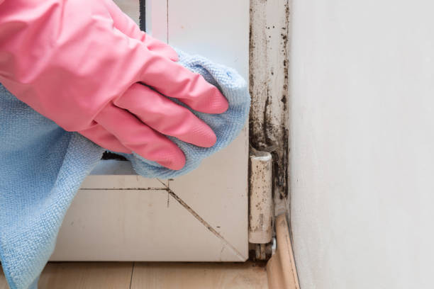 Best Residential Mold Remediation in Porter Heights, TX