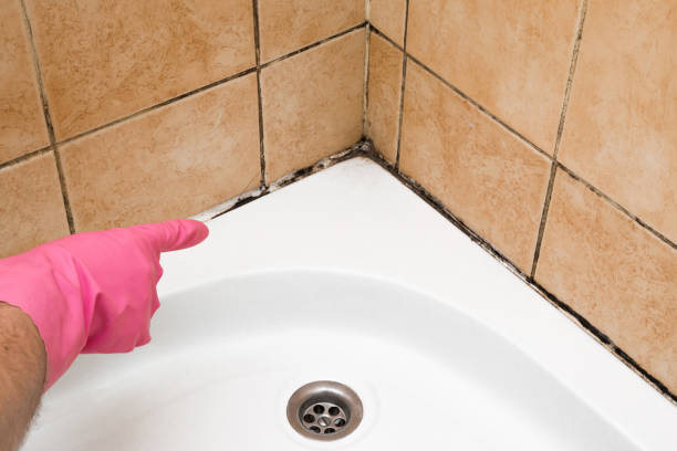 Best White Mold Remediation in Porter Heights, TX
